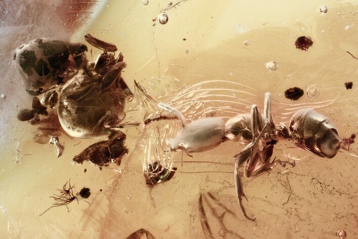 Two Detailed Fossil Ants (Formicinae) In Baltic Amber #346659